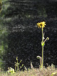 SX06262 Wolf's bane (Arnica montana).jpg